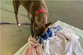  ?? Humane Animal Rescue of Pittsburgh ?? Hanson keeps busy sniffing for something good in a towel at Humane Animal Rescue of Pittsburgh.