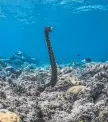  ?? Picture: VICTOR HUERTAS ?? SERPENTINE: Snakefish sea cucumber spawning at Lizard Island.