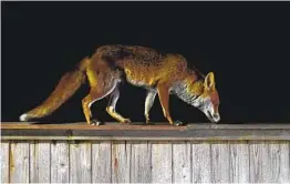  ?? GETTY IMAGES ?? Backyard photobombe­rs like this red fox can come and go undetected at night.