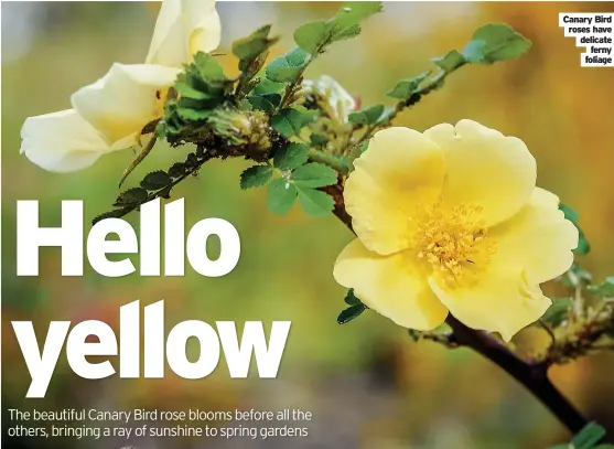  ?? ?? Canary Bird roses have delicate ferny foliage