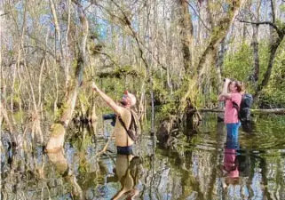  ?? ?? Two hikers on a Clyde Butcher photograph­y ecotour examine the lush plant growth in the Big Cypress swamp. Water levels fluctuate over the year, with higher water, such as this, occurring in summer. In winter months, hikers might be on dry land.