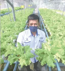  ?? ?? Vegetables cultivated using the hydroponic systems do not take a long time to be harvested.