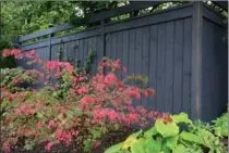  ??  ?? A burning bush displays vivid fall colour but its winged bark is pretty in winter too.