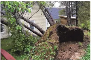  ??  ?? This photo was taken by Samantha A. Wednesday afternoon in Fredericto­n, N.B. Severe wind gusts brought down six trees on her parents’ property.