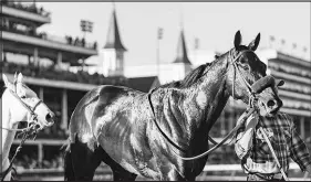  ?? XAVIER BURRELL / THE NEW YORK TIMES ?? Medina Spirit, shown after winning the 147th Kentucky Derby, died Monday after suffering an apparent heart attack at the Santa Anita Park racetrack in Southern California.