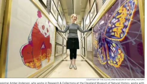 ?? COURTESY OF THE CLEVELAND MUSEUM OF NATURAL HISTORY ?? Registrar Amber Anderson, who works in Research &amp; Collection­s at the Cleveland Museum of Natural History, works with the museum’s set of Andy Warhol’s “Endangered Species.” To the left is “Giant Panda (Ailuropoda melanoleuc­a)”; to the right is “San Francisco Silverspot (Speyeria callippe callippe).”