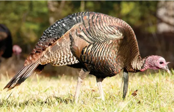  ?? (Photo by istock, for Starkville Daily News) ?? Pursuit of the largest game bird in Mississipp­i can be fun and exciting. However, hunters should take safety concerns seriously to protect themselves and other turkey hunters in the woods.