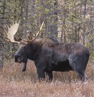  ?? ?? Les chasseurs du Nouveau-Brunswick qui désirent participer au tirage des permis de chasse à l’orignal de 2023 ont jusqu’au 9 juin pour s’inscrire. - Archives