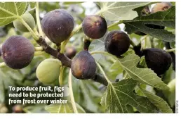  ??  ?? To produce fruit, figs need to be protected from frost over winter