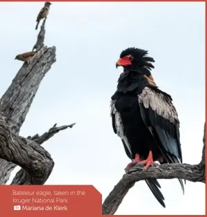  ??  ?? Mariana de Klerk Bateleur eagle, taken in the Kruger National Park