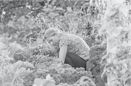  ?? Jerry Lara photos / San Antonio Express-News ?? Alison Brovold weeds at the McAllen community garden. She says the city needs both public safety and a good quality of life.