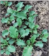  ??  ?? Kale comes in many varieties, with green or purple, curly or smooth leaves. Above, young plants feeling fine in March under a bit of mulch. Below, crinkly purple kale is as ornamental as it is edible.