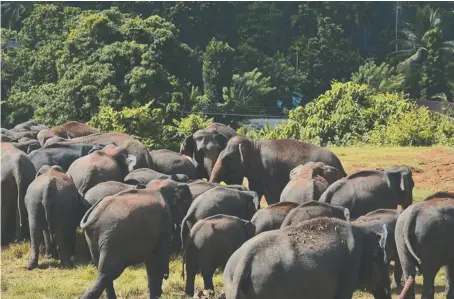  ?? Pinnawala Elephant Orphanage ?? Sri Lanka looks to address complaints of ill-treatment of elephants with new animal protection laws.