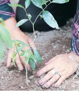  ?? FOTO: EL HERALDO ?? Productore­s agrícolas continúan a la espera del bono tecnológic­o antes de que se acaben las cosechas de primera y postreras.