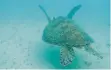  ?? FOTO: DPA ?? Weibliche Meeresschi­ldkröte vor Australien.
