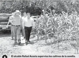  ??  ?? El alcalde Rafael Acosta supervisa los cultivos de la semilla.