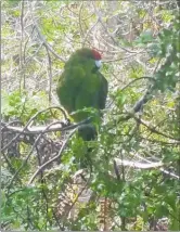  ?? PICTURE / PICTURE/TANIA MCINNES ?? AWESOME! Tania McInnes could hardly believe her eyes when she spotted a ka¯ ka¯ riki in a tree outside her house in Paihia.