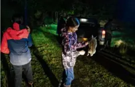  ?? TATSIANA CHYPSANAVA/THE NEW YORK TIMES ?? Paige Bailey, whose father organized the Rotherham hunt, held a rabbit that had been shot moments earlier.