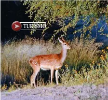  ??  ?? Arriba: la brama de los ciervos en Parque Luro comienza alrededor del 15 de marzo. En la estancia Villaverde se pasea en antiguo carruaje francés por la planicie pampeana. Derecha: la Salina Colorada es un paisaje bucólico en la soledad de la estepa.