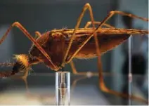  ?? Photo — Reuters/Stefan Wermuth/File ?? BREAKTHROU­GH: A model of an Anopheles mosquito at the Natural History Museum, in London, September 8, 2009.