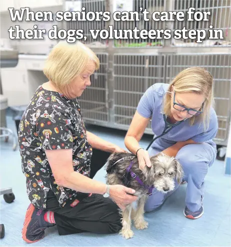  ?? ?? Lincoln gets a checkup earlier this year from veterinari­an Kelley Miller (right) and registered veterinary technician Chris O’Rear at the Peace of Mind Dog Rescue Clinic. — Photos courtesy of Peace of Mind Dog Rescue