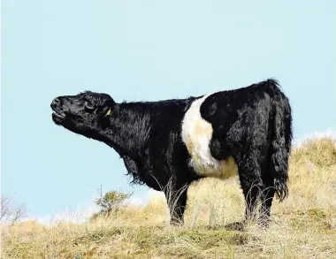  ?? ?? ● Farewell to the Belted Galloways for now after several months of munching vegetation