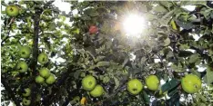  ?? Fotos: Marcus Merk, Julia Heindel ?? Der Apfelkuche­n ist gesichert. Heuer gibt es so viel Obst an den Bäumen, dass sich die Äste unter der großen Last biegen.