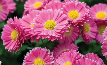  ??  ?? Ravishing and reliable: Garden chrysanthe­mums last for months, come rain or shine