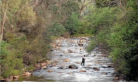  ?? DON FUCHS/ DESTINATIO­N NSW ?? Fly fishing in Swampy Plains River in Kosciuszko National Park.