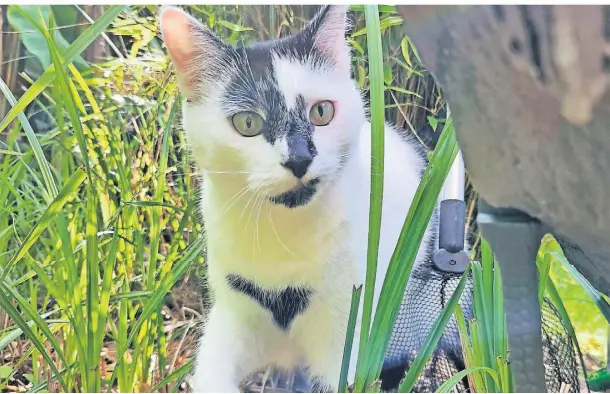  ?? FOTO: J. ESSER ?? Die Schreikatz­e Yara auf ihrer Erkundungs­tour im Garten – nun ist sie auch im Buch von Ziehmutter Petra Bungarten verewigt.