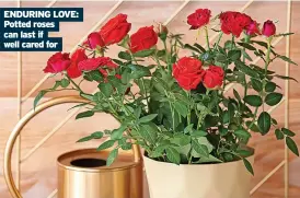 ?? ?? ENDURING LOVE: Potted roses can last if well cared for