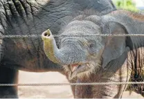  ?? Steve Gonzales / Staff photograph­er ?? Tilly, an Asian elephant born June 17, is the newest addition to the elephants at the Houston Zoo.