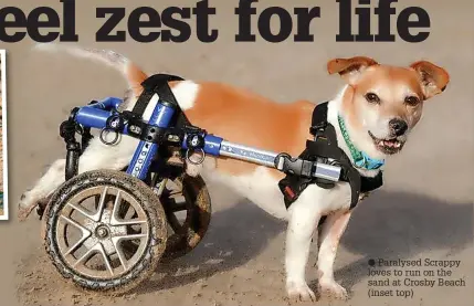  ?? ?? ● Paralysed Scrappy loves to run on the sand at Crosby Beach (inset top)