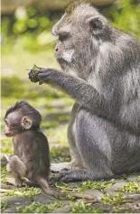  ?? ANDY HASLAM/NEW YORK TIMES FILE PHOTO ?? Macaques in the Sacred Monkey Forest near Ubud, on the Indonesian island of Bali, in 2015.