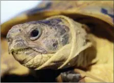  ?? CHRIS LEONE — GARDEN STATE TORTOISE VIA AP ?? A head close-up of a Russian Tortoise in Galloway, N.J.