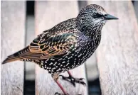  ??  ?? At risk? Starling numbers have declined