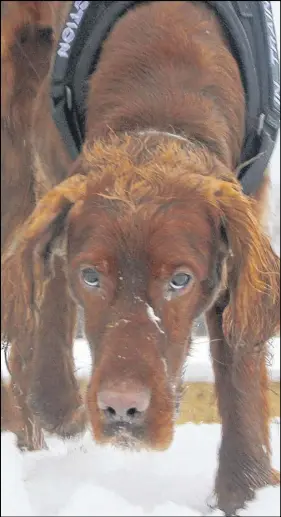  ?? LYNN CURWIN/TRURO DAILY NEWS ?? Target tracks a scent across the ground. The Irish setter has retired from field work and is now taking part in sporting detection, an activity that is quickly growing in popularity.