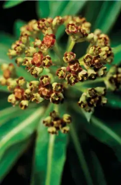  ??  ?? Euphorbia mellifera is a fast grower but the sap can burn skin, so wear gloves when pruning