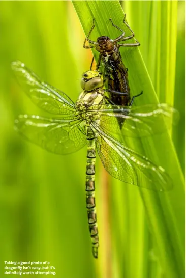  ?? ?? Taking a good photo of a dragonfly isn’t easy, but it’s definitely worth attempting.