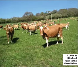  ??  ?? > Cows at Bickfield Farm in the Chew Valley