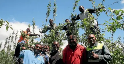  ?? ROB TIPA/FAIRFAX NZ ?? A team of Ni-Vanuatu seasonal workers from the village of Mele on the main island of Efate take a break from thinning apples at Southern Orchards in Central Otago this week. Workers from this village have been working here since the Recognised Seasonal...