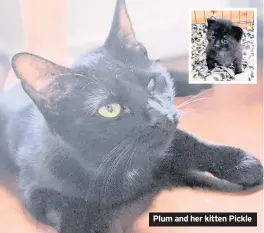  ??  ?? Plum and her kitten Pickle