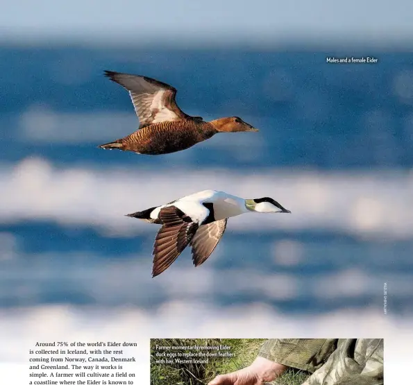  ??  ?? Males and a female Eider