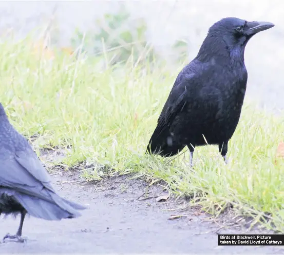  ??  ?? Birds at Blackweir. Picture taken by David Lloyd of Cathays