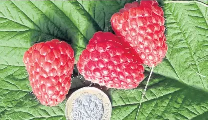  ??  ?? A new root rot-resistant raspberry, Glen Mor, has been launched by James Hutton Limited.