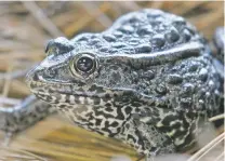  ?? GERALD HERBERT/ASSOCIATED PRESS FILE PHOTO ?? A gopher frog at the Audubon Zoo in New Orleans. Federal officials are proposing changes to how the Endangered Species Act is used following a U.S. Supreme Court ruling on habitat for the frog. Several animals could be impacted.