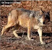  ??  ?? Un loup à Le Vaud, en Suisse.