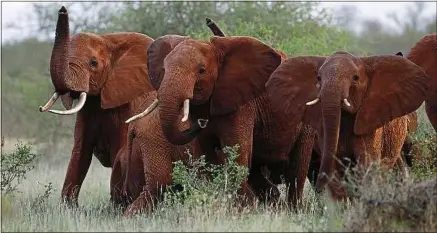  ??  ?? « Le braconnage cause la mort de 20000 à 30000 éléphants par an, soit près de 100 éléphants par jour », note WWF.