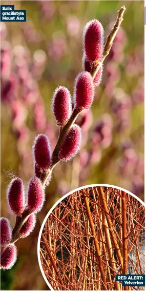  ?? ?? Salix gracilisty­la Mount Aso
RED ALERT: Yelverton