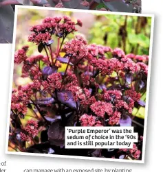  ??  ?? ‘Purple Emperor’ was the sedum of choice in the ‘90s and is still popular today